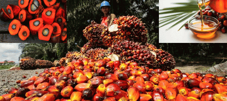 GAPKI Prepares Techno-Roadmap To Transform RI’s Palm Industry