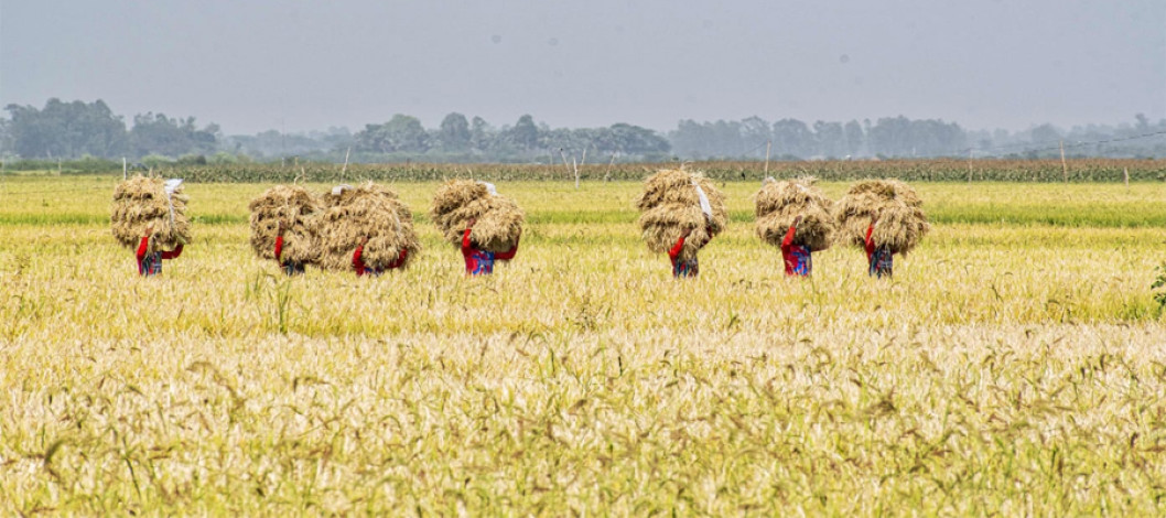 Bangladesh government has allocated Tk 28,881 crore for the agriculture sector