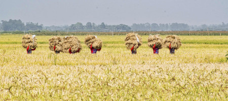Bangladesh government has allocated Tk 28,881 crore for the agriculture sector