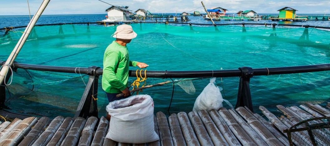 SOFIA 2026: Global fisheries and aquaculture production reaches new highs