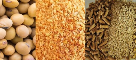 Soybean mill supply crunch puts pressure on Indian poultry and livestock sectors