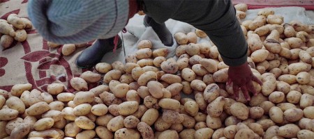 Africa’s potato potential: The path to food security and resilience