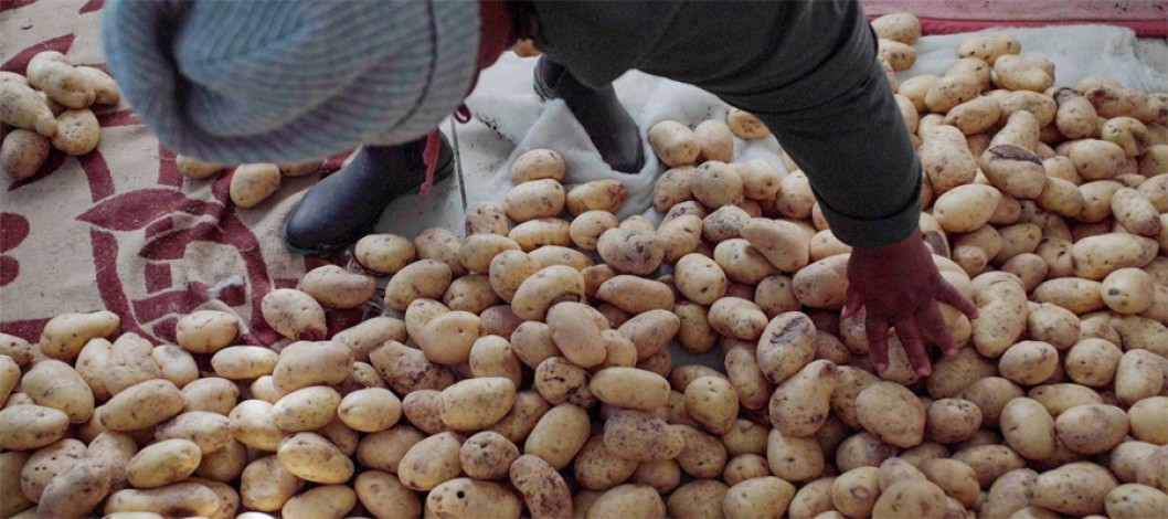 Africa’s potato potential: The path to food security and resilience