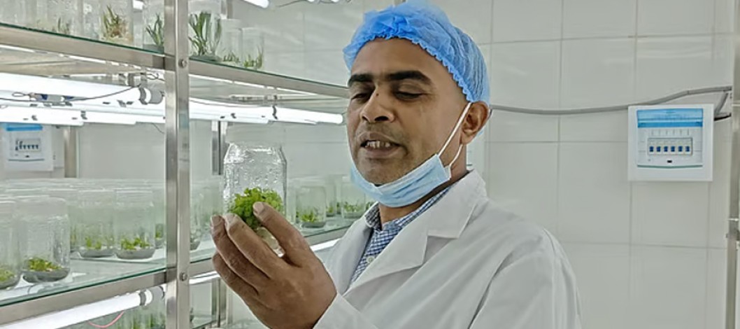 Growing seedlings in glass bottles, a new journey for commercial agriculture