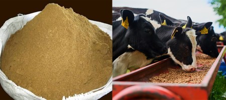Soybean hulls are the ‘best value’ in animal feed