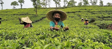 Low yields and high costs hamper Bangladesh's tea exports