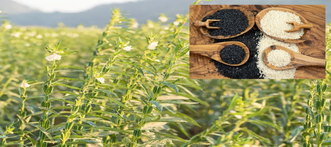 Sesame harvesting ended, expecting bumper production in Manikganj