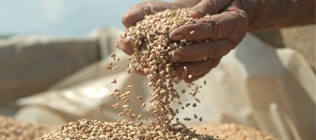 Wheat prices rise amid Black Sea crisis