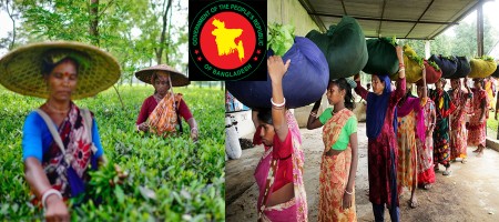Bangladesh Government forms monitoring and advisory committee to develop tea industry