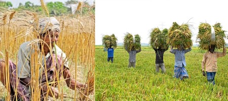 Farmers under pressure from climate change, major shortfall in adaptation funding