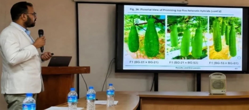 HSTU develops heat-tolerant gourd hybrid