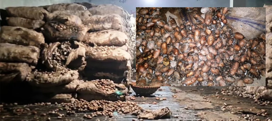 Potatoes worth Tk 2 crore stored in cold storage rot in hopes of higher profits