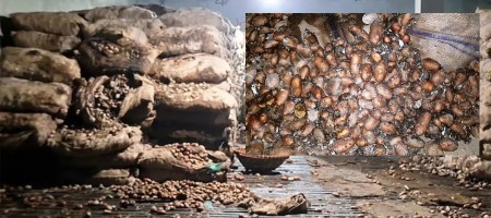 Potatoes worth Tk 2 crore stored in cold storage rot in hopes of higher profits
