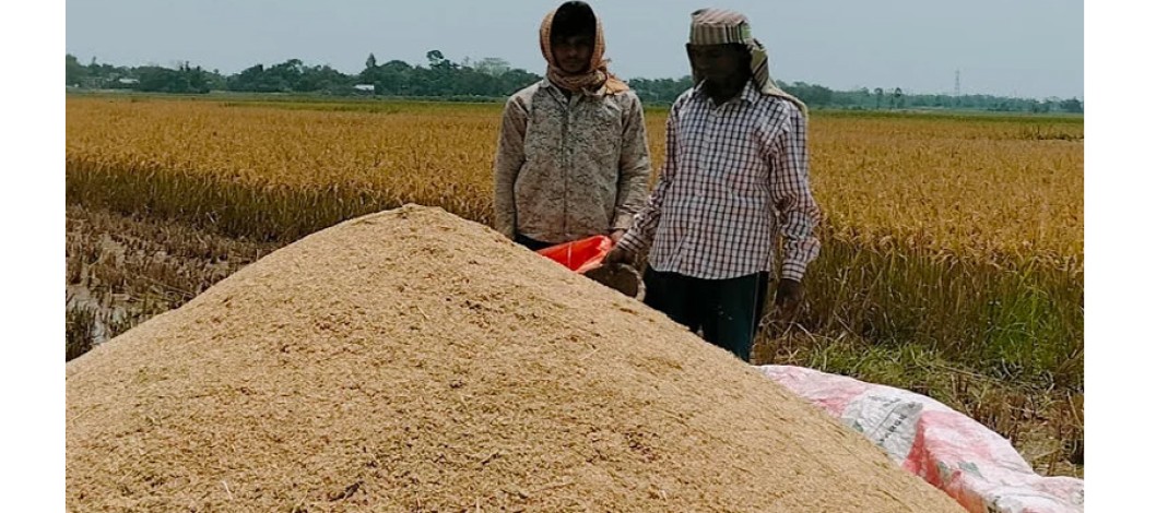 Aush yield in Manikganj exceeds target