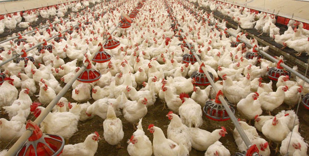 Poultry chicken prices are falling