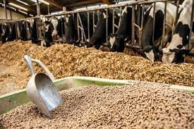 Indian Animal Feed Market: Industry Trends, Share, Size, Growth, Opportunity and Forecast 2021-2026