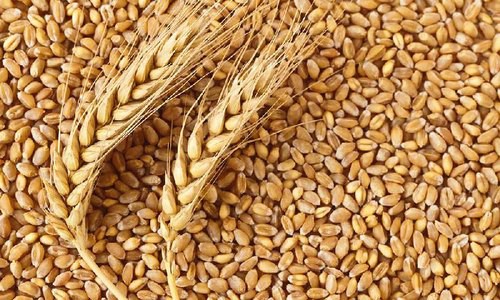 Durum prices are still strong after the harvest