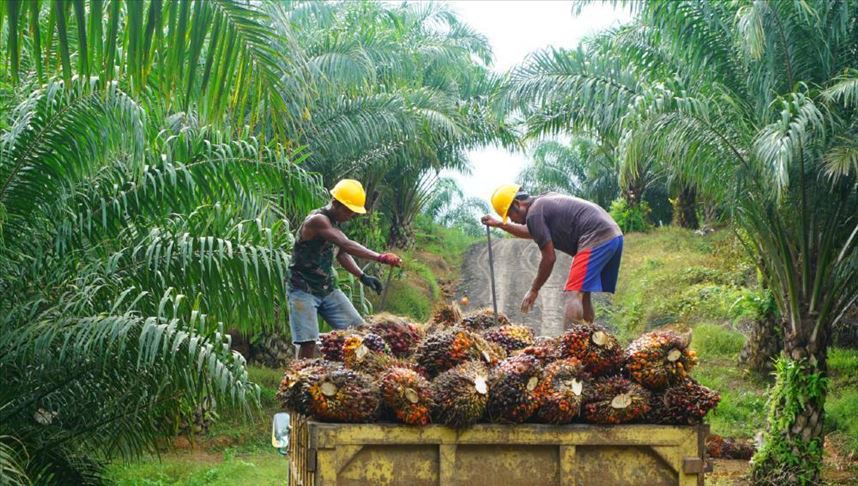 Palm oil prices will remain high because fertilizer costs limit production, CPOPC says